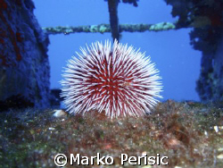 Purple Sea Urchin Calvi Corsica on the flying fortres b-1... by Marko Perisic 